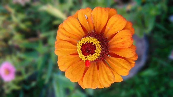 Beautiful Orange Flower Garden — Stock Photo, Image