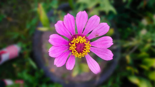 Rose Marguerite Avec Insecte Dans Jardin — Photo