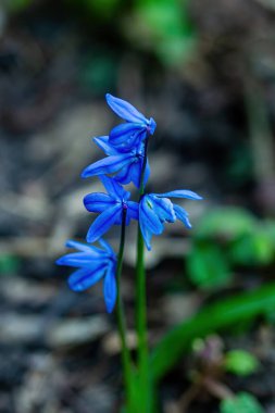 Bahçedeki güzel mavi çiçek.