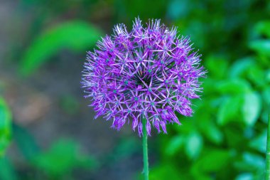 Güzel mor top, bahçemizde çiçek