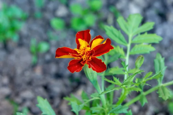 Κόκκινα Λουλούδια Ανθίζουν Στον Κήπο — Φωτογραφία Αρχείου