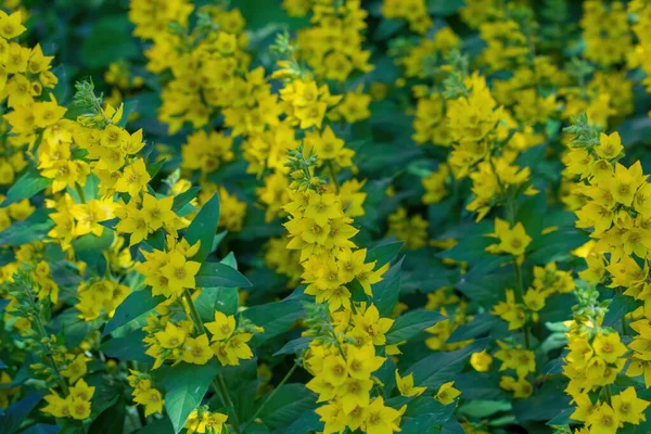 Verbena Flor Amarilla Verano Nuestro Jardín — Foto de Stock
