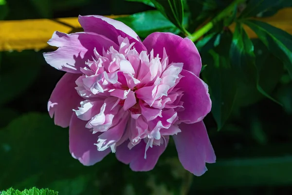 Pink Peony Blooms Our Garden — Stock Photo, Image