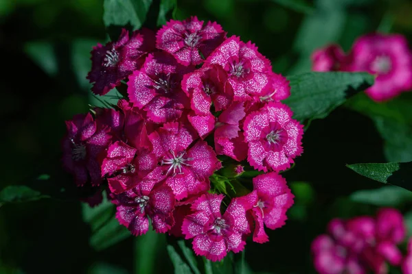 Schöne Rosa Blume Unserem Garten — Stockfoto