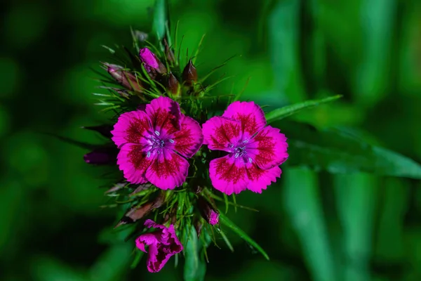 Beautiful Summer Flower Our Garden — Stock Photo, Image