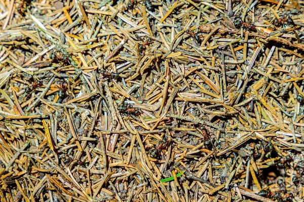 森の中の大規模な蟻塚 — ストック写真
