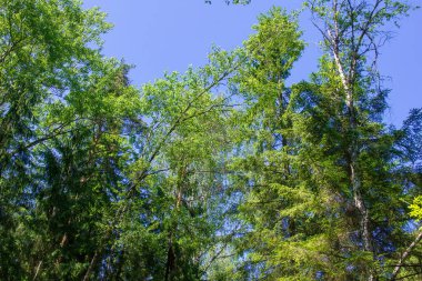 Vahşi ormanda mavi gökyüzüne karşı yaz manzarası