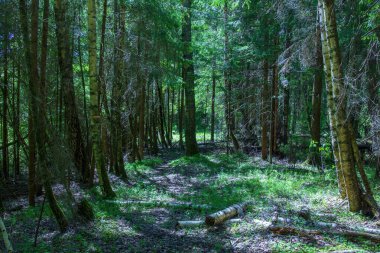 Vahşi ormanda böcekli sarı çiçek.