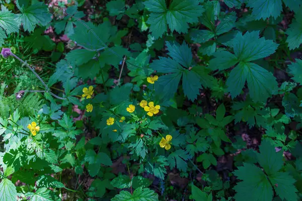 Κίτρινο Λουλούδι Έντομα Στο Άγριο Δάσος — Φωτογραφία Αρχείου