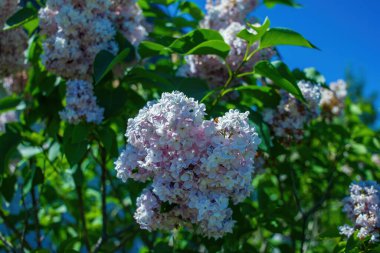 Bahçede renkli leylak yetişiyor..