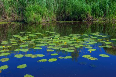 # Nehirde nilüferlerin olduğu yaz manzarası