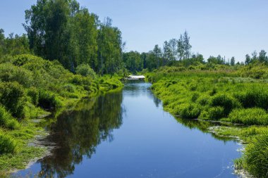 Mavi gökyüzü ve sık ormanı olan bir nehirde yaz manzarası.