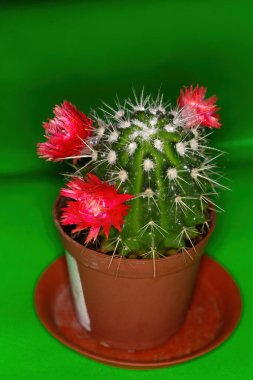 Kaktüs yeşil arka planda çiçek açar.