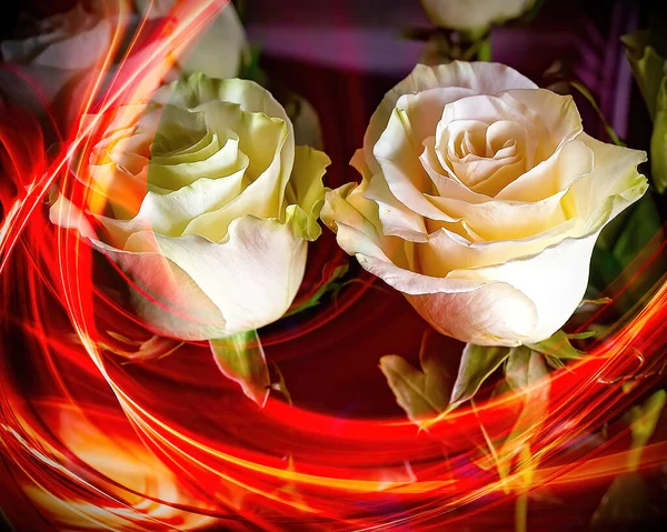 Belas Rosas Brancas Close Com Decoração — Fotografia de Stock