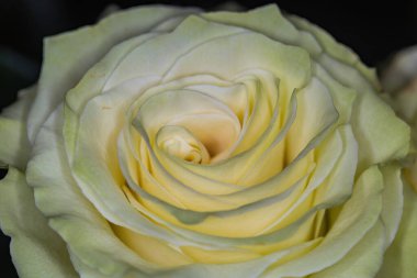 Güzel beyaz gül yakın plan .