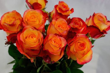 Sarı-pembe gül buketi bir vazoda yakın plan .