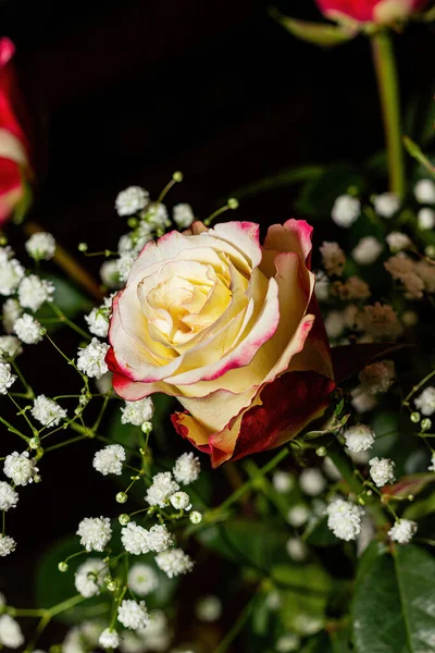 Белая Роза Красными Краями Черном Фоне Цветами — стоковое фото