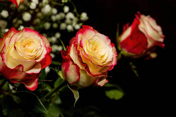 Букет Белых Роз Красными Краями Черном Фоне Цветами — стоковое фото