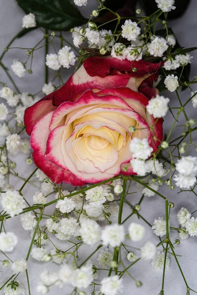 White rose with pink edges on a gray background with flowers