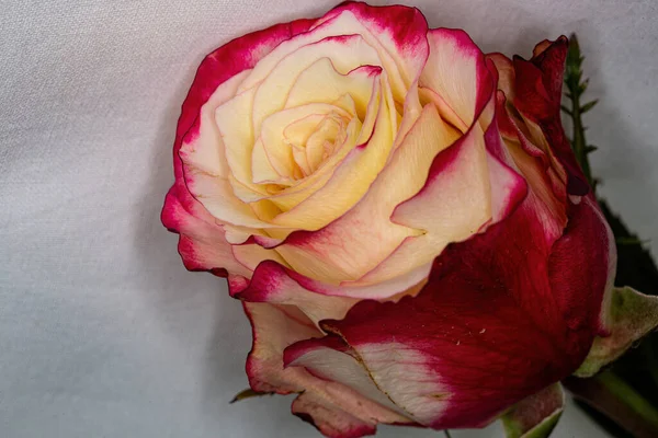 Белая Роза Розовыми Краями Заднем Плане Крупным Планом — стоковое фото