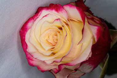 Gri arkaplanda kırmızı kenarlı beyaz gül yakın plan