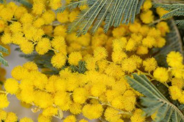 Sarı Mimosalar, yaklaşın.