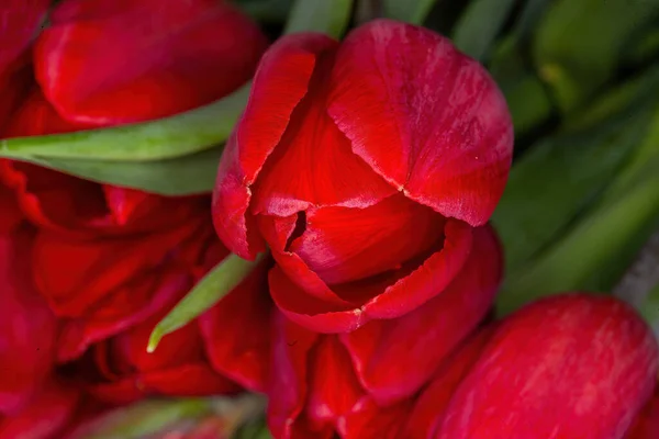Tulipán Rojo Cerca — Foto de Stock
