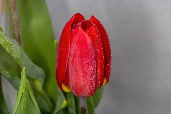 Tulipa Vermelha Com Gotas Água Close — Fotografia de Stock