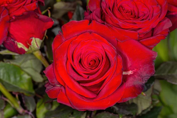 Красивая Бордовая Роза — стоковое фото