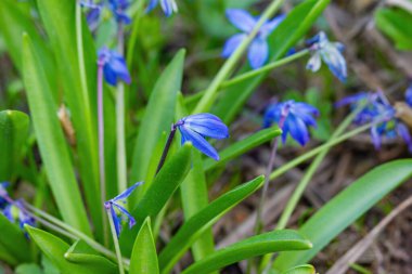 Bahar mavisi çiçekler yakın plan..