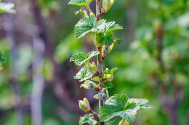Yaprakların ilkbaharda açması.