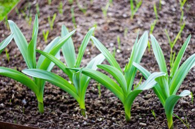 Bahar çiçekleri yakından filizleniyor.
