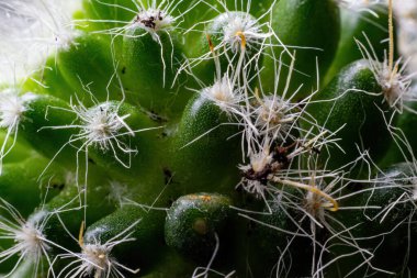 Çiçekli kaktüs, yakın plan. .