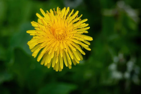 Spring Yellow Dandelion Close — Stock Photo, Image