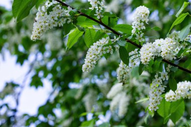 Bahçemizde ilkbahar kiraz çiçekleri