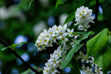 Bahar kiraz çiçekleri yakın plan.