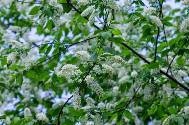 Bahar kiraz çiçekleri yakın plan.