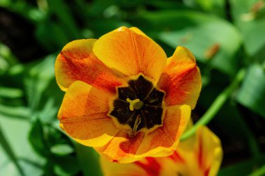 Sarı lale yakın plan..