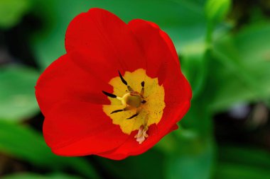 Parlak kırmızı lale yakın plan.