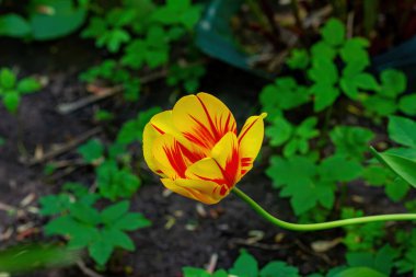 Bahçemizde turuncu lale.