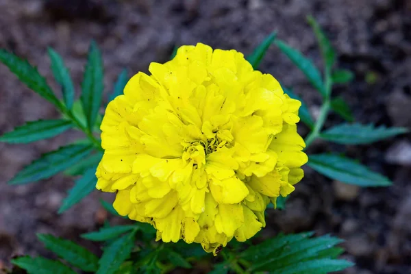Κοντινό Κίτρινο Λουλούδι — Φωτογραφία Αρχείου
