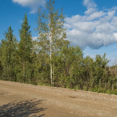 Huş ağaçları ve mavi gökyüzü ile renkli manzara.