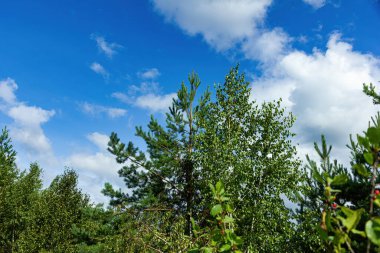 Bulutlu manzara ve güzel orman