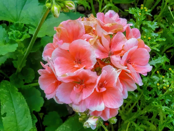 Gyönyörű Rózsaszín Virág Kertben — Stock Fotó