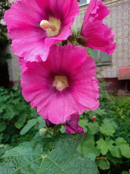 Rózsaszín Virágokat Kertben Közelről — Stock Fotó
