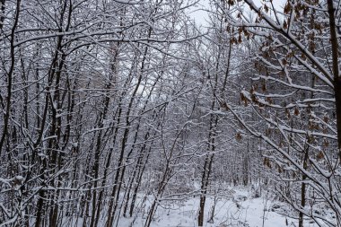 Karla kaplı bir ormanda kış manzarası.