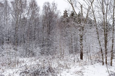 Karla kaplı bir parkta kış günü .