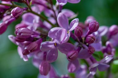 Çiçek açan leylak çiçeği..