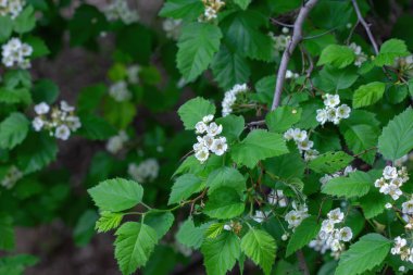 Çiçekli elma ağaçlarından oluşan küçük bir çalı..
