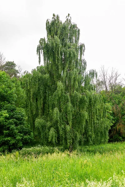 Beautiful Willow Tree Park — Stock Photo, Image